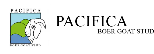 Pacifica Boer Goat Stud logo