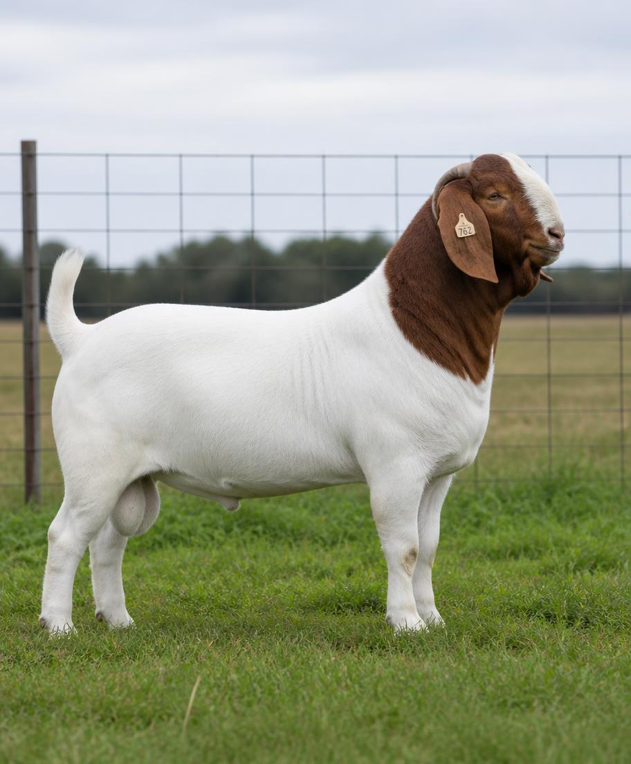 Boer goat doe with her kids in a pasture