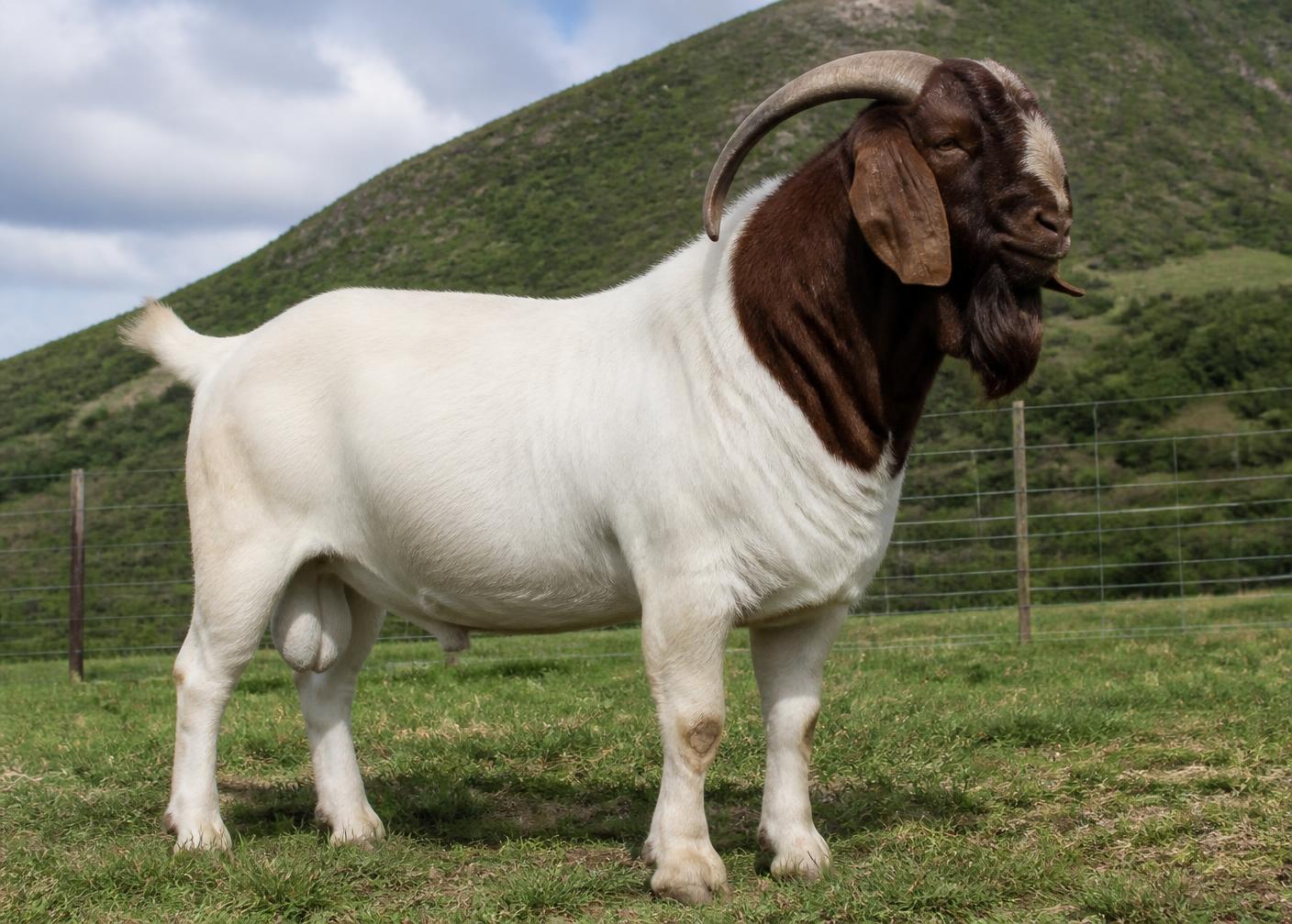 Champion Boer goat buck standing on a hillside